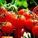 토마토인터넷 이미지