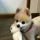 예쁜강아지 이미지