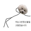 ㅇㅇㅅ 댕들은 타임워프해서 고딩시절의 댕에게 해주고 싶은 말이 뭐야? 이미지