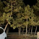 팔도강산 | [공지] 강릉 경포대 맛집 모듬회 오션뷰 라이브 공연 애견동반 가능한 횟집 팔도강산 후기