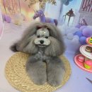 릴리줄리살롱 이미지