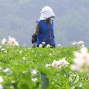 감자꽃필무렵 이미지
