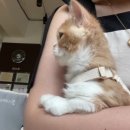 청담눈초롱안과동물병원 이미지