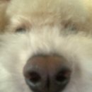 에떼르넬 슈슈 이미지