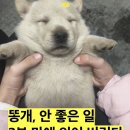 도마도 네이버블로그