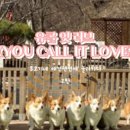 8코기네 애견펜션 이미지