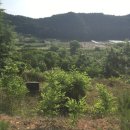 계룡산두꺼비