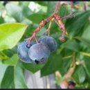 옥성농장 이미지