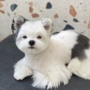 하떼하떼 이미지