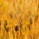 농가월령 이미지