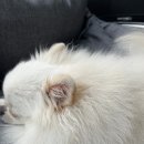 엔젤독스애견 | 울산애견미용 엔젤인독스살롱 깔끔한 위생미용+목욕 후기