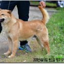 까치말진돗개농장 이미지