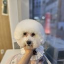 도담도담펫살롱 이미지