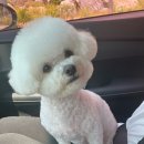 미용해주개 이미지