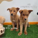 천안시 동물보호센터 동물병원 이미지