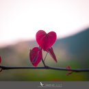 사랑으로 이미지