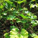 異性을 유혹하는 향기가 풍긴다는 머스크멜로우(Musk mallow) 이미지