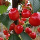 사오리농장 이미지