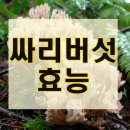 싸리버섯 효능및 부작용 이미지