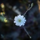 Anza-Borrego Wildflower Fields_2 이미지