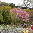 나들이 | 용인 화담숲 벚꽃 실시간, 수선화 축제 봄나들이 후기