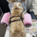 양·한방 전문 힘찬동물병원 이미지