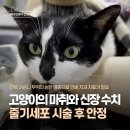 치과 치료를 위한 고양이의 마취와 신장 수치, 줄기세포 시술 후 안정, 애니컴메디컬센터