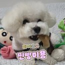 하이슈슈 이미지