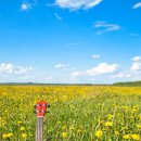 우쿨렐레 이미지