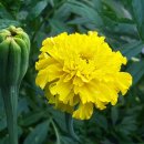 황칠농장 이미지