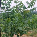 관용농장 이미지