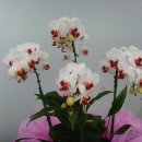 우림약품 이미지