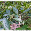 바리스타(노인) 이미지