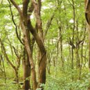 곶자왈거문오름 이미지