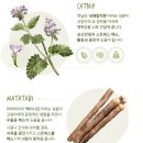 화오양꼬치 | [캣완트] 내추럴 캣토이 5종 (반응대박ㅋㅋ/ 두발로 서서 노는고양이😺)