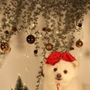 위드 더 독 이미지