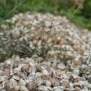 인천용현남초등학교자월분교장 이미지