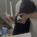 몽글몽글 펫 | 애견 노견샴푸추천, 저자극 무향 강아지샴푸로 얼굴 발까지 순하게! 마음더펫샴푸 후기