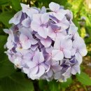 푸른나래펜션 이미지