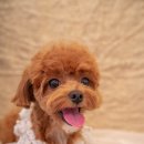 수수펫살롱 이미지