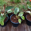 나리유치원 이미지