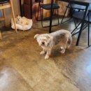 행복하개키울고양 이미지