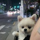 24시안박동물병원