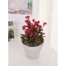 반려식물 다육토분 이미지