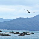 숲속파도소리 이미지