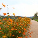 코스모스길 이미지