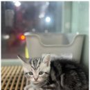 애견의 집 이미지