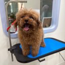 헤이버디 이미지