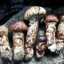 송이버섯과 흰굴뚝버섯(굽두더기) 이미지