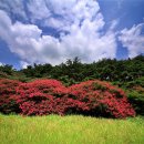 전남 광주 충장사 (忠壯祠) - 배롱나무꽃(목백일홍) 풍경 이미지